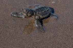 turtle Reptilia on Sand Beach