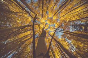 Nature Trees Woods at autumn