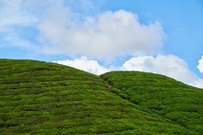 Landscape of Green Tea hills