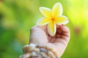 Hawaii Plumeria Tropical flower