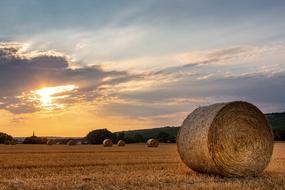Landscape gold grass