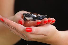 girl holding a little turtle in her arms