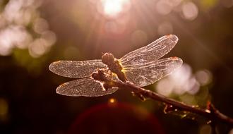 Dragonfly Sunset Nature