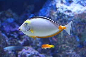 Beautiful Aquarium colorful Fish