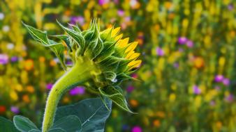 Sunflower Meadow Flower