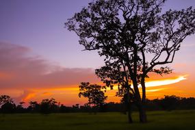 silhouette of a tree against the background of an orange-purple sunset
