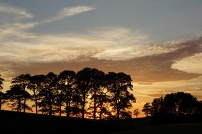 Trees Silhouette in Evening