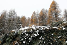 Forest Larch Rocks landscape