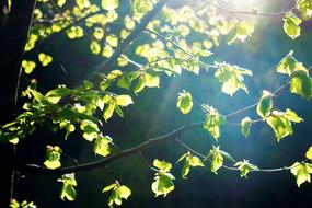 Close-up of the beautiful, green leaves on the branches, in sunlight, in the forest