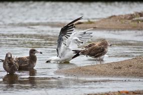 seagulls in the water on the beach