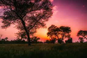 Beautiful landscape with colorful plants, in Pakistan, at colorful and beautiful sunset with clouds