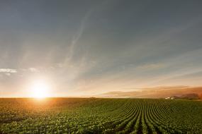 Beautiful landscape of the green field at colorful and beautiful sunset on horizon
