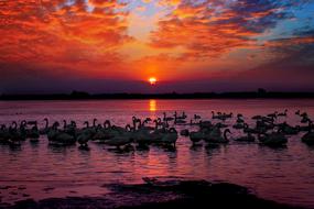 a flock of swans on the background of a fiery sunset