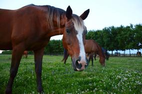 horses on a green pasture on a farm