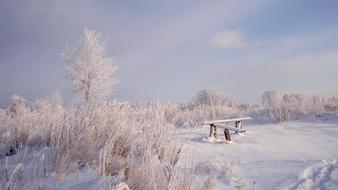 Winter Snow Leann trees