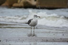 Animal Seabird on Beach