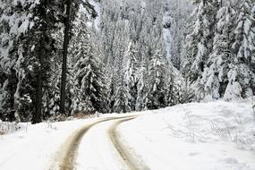 road near a snowy coniferous forest in winter