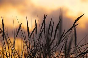 grass spikes over cloudy sky at sunset