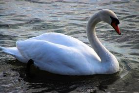 Water Lake Birds Close