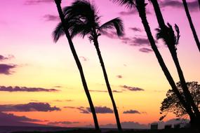 pink sunset over silhouettes of palm trees in hawaii