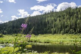 landscape flower pond