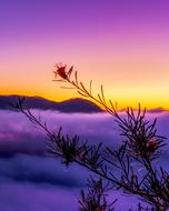 mountain fog in purple twilight