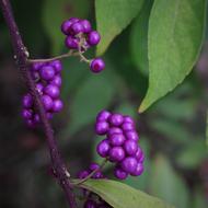 purple berries on a branch, close-up