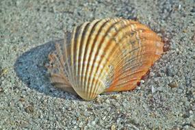 Close-up of the beautiful and colorful seashell with shadow on the sand, in sunlight