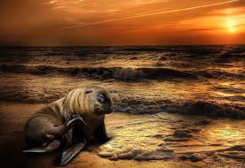 sea lion on the beach during the surf