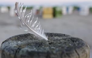 Close Up picture of Feather Bird