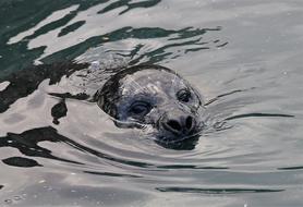Cute Sea Lion In The Water
