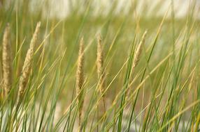 Sea Beach grass