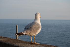 Sea Waters Beach seagull