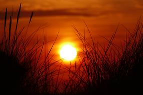 Beautiful landscape with silhouettes of the grass, at colorful and beautiful sunset