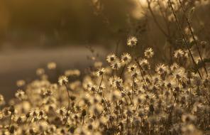 Close-up of the beautiful, white and yellow flowers on the plants, at beautiful sunset