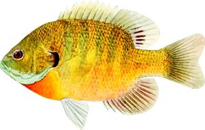 animal fish ocean