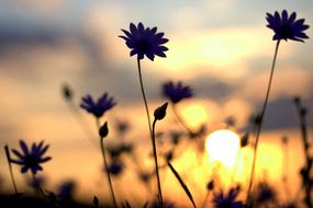 natural flowers on a sunset background