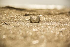 Nature Sand beach at summer