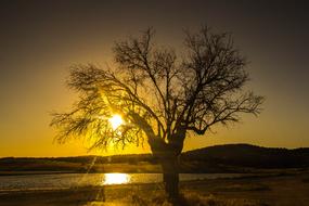 tree by the lake during sunset