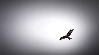 Bird Sky Sunset