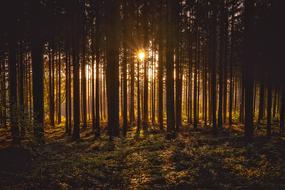 Landscape of trees Silhouettes Forest