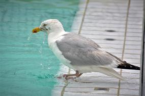 Seagull drinks water from pool Close Up