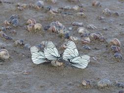 Butterfly White Sand