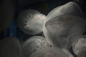 Jellyfish Aquarium Underwater