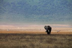 Elephant in Crater Africa