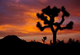 Joshua Trees Sunset Landscape