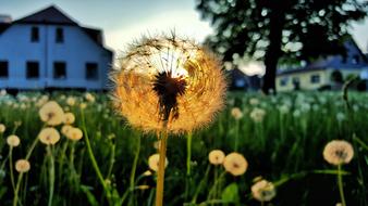 Beautiful landscape with dandelion flowers among the green grass, near the tree, in sunlight, near the houses