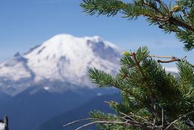 spruce branches on the background of the mountains in the snow