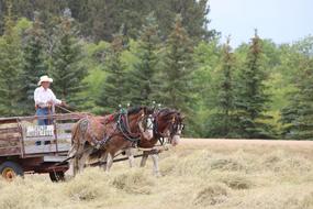 Horses Wagon Cart on meadow