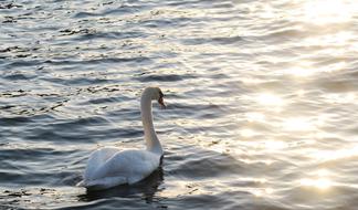 Beautiful, white swan swimming in the water with ripple, in sunlight